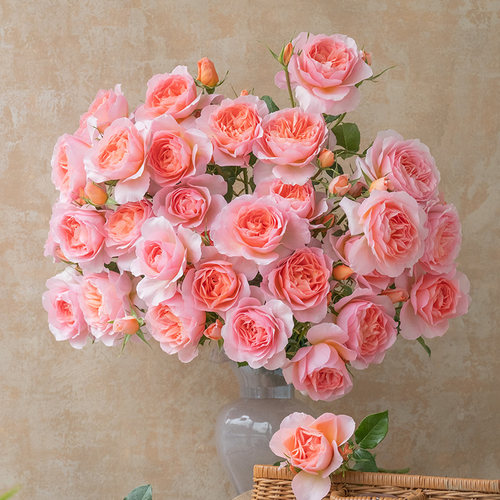 【直播福袋专享】杏让1.2升盆