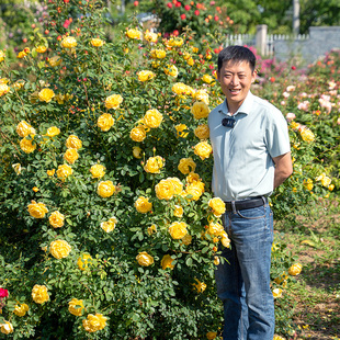 天狼月季 倾慕 国产自育月季玫瑰 多季黄色耐热攀援型月季