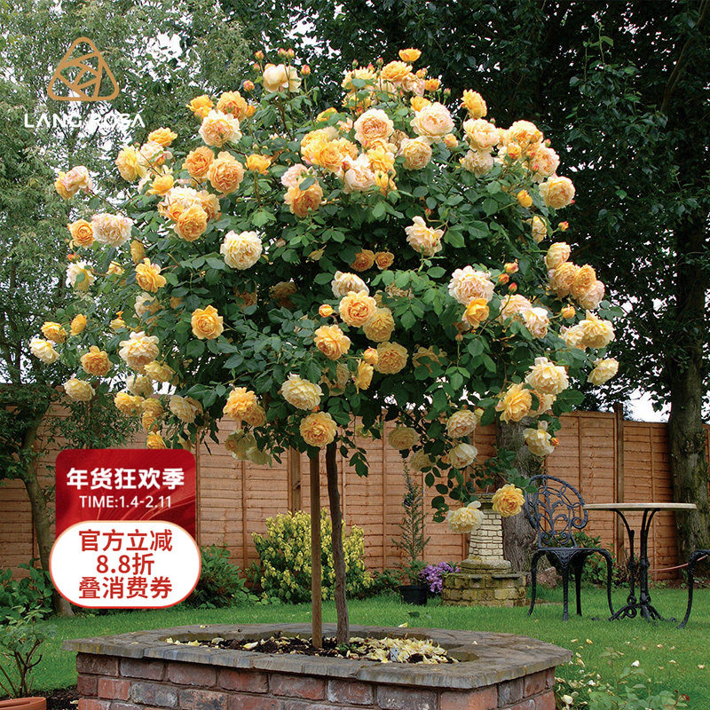 天狼月季棒棒糖树月季微型丰花庭院花园月季玫瑰花卉盆栽苗多季开,鲜花速递/花卉仿真/绿植园艺,月季/蔷薇/玫瑰,淘宝优惠券,粉丝福利购,淘宝优惠卷