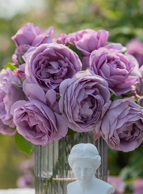 【蓝色风暴】天狼月季露台灌木丰花勤花观赏性花卉盆栽苗新手推荐