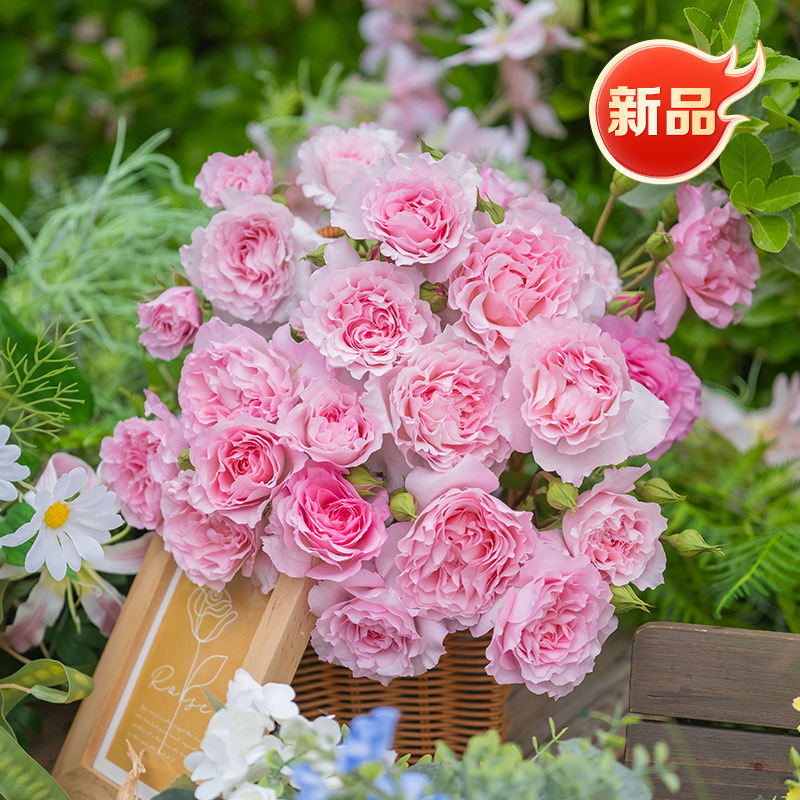 天狼月季云舒自育灌木新手易养护大花勤花观赏性玫瑰花卉盆栽苗