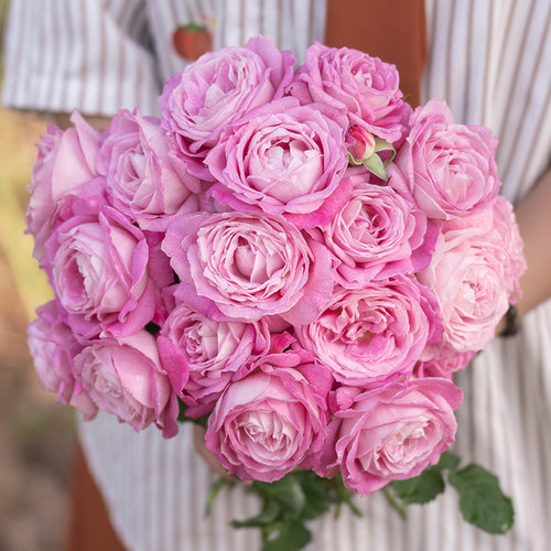 【直播福袋专享】芰荷1.2升盆