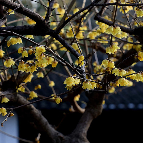 天狼 腊梅 庭院花园冬季观赏性木本植物花卉耐寒花香浓郁易养护