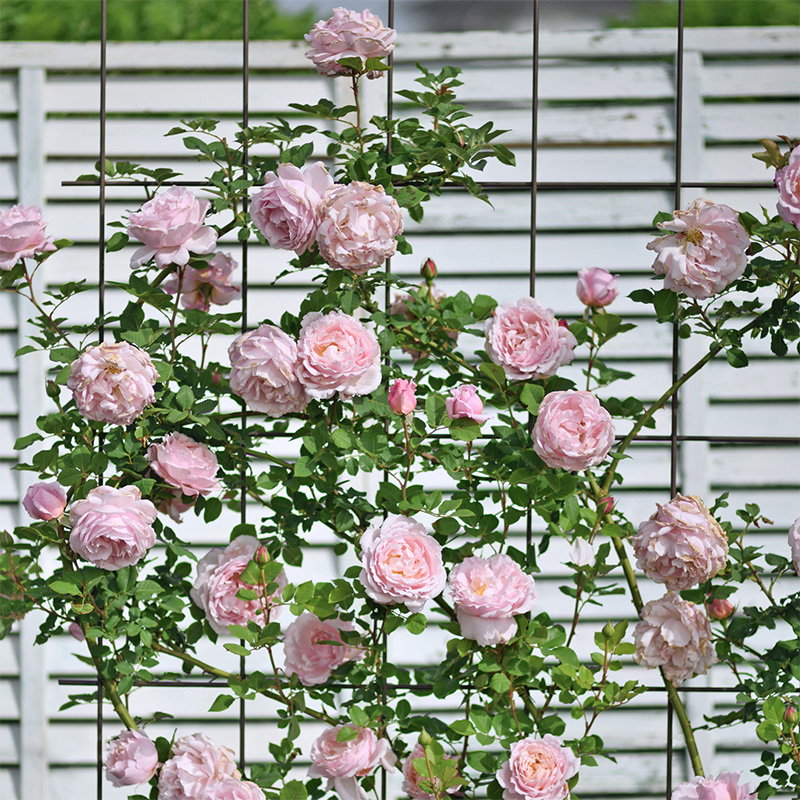 【索菲罗莎】天狼月季玫瑰 庭院花园多季可藤可灌大花浓香月季 鲜花速递/花卉仿真/绿植园艺 月季/蔷薇/玫瑰 原图主图