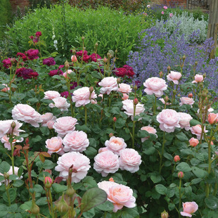 天狼月季瑞典女王露台灌木多季抗病直立观赏性蔷薇盆栽苗新手推荐