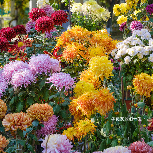 天狼传统大菊EG-90盆观赏性多年生草本植物花卉庭院阳台新手易养