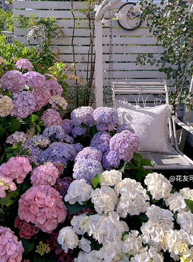 天狼绣球室外庭院花园阳台易养活直立大花花卉盆栽苗无尽夏