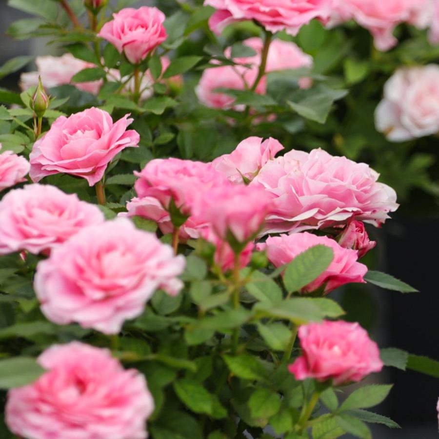 天狼月季海神王阳台花园低矮型多季节开花观赏性花卉盆栽新手推荐