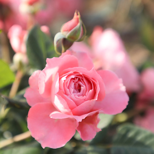 夏日花火 灌木月季 自育月季 多季 中花耐热 玫瑰 天狼月季