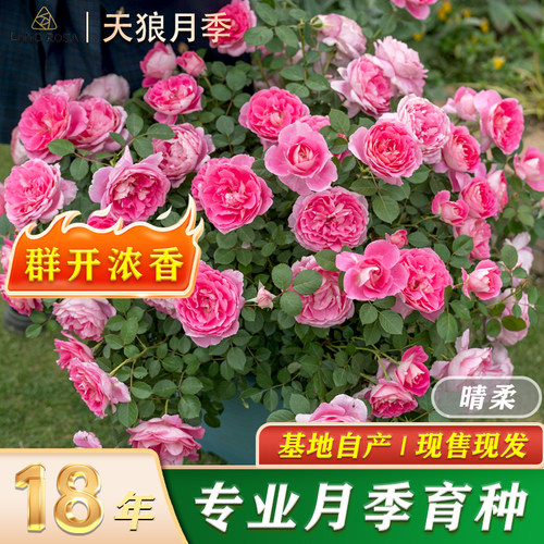 【晴柔】天狼月季花园灌木粉色自育国月多季开观赏性好养花卉盆栽
