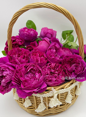 天狼月季惊鸿花园开张直立型自育国月丰花勤花观赏性盆栽新手推荐