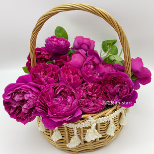 天狼月季惊鸿花园开张直立型自育国月丰花勤花观赏性盆栽新手推荐