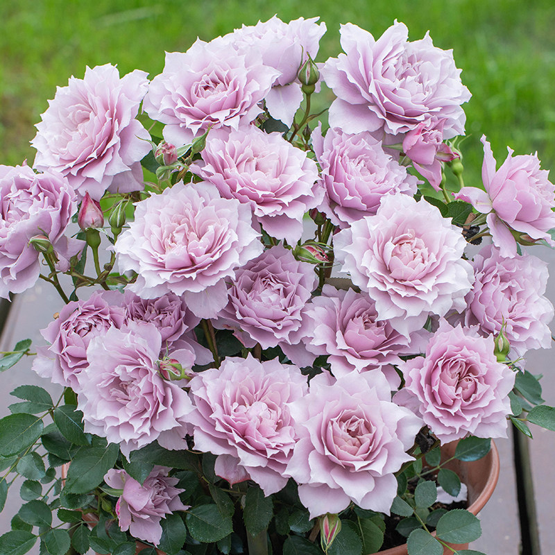 天狼月季小苗庭院阳台新手好养多季观赏性家庭园艺花卉绿植盆栽