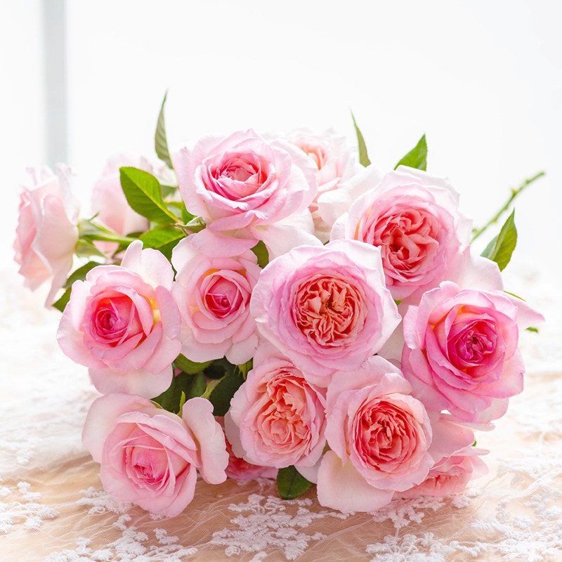 天狼月季粉黛庭院灌木大花浓香新手易养护观赏性自育盆栽新手推荐,鲜花速递/花卉仿真/绿植园艺,月季/蔷薇/玫瑰,淘宝优惠券,粉丝福利购,淘宝优惠卷