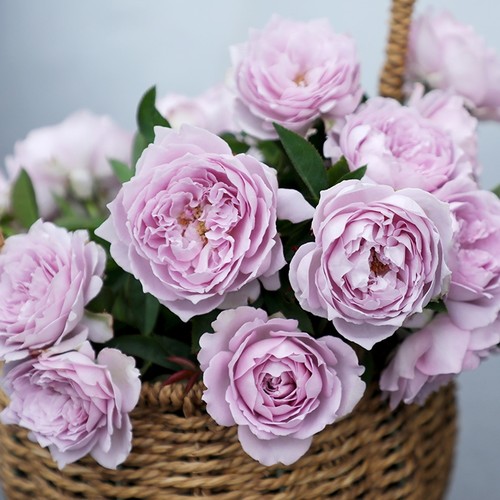 植物天狼月季月季小苗