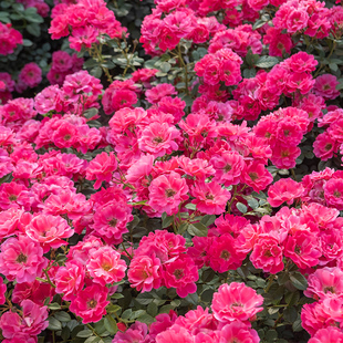 天狼月季 西子伊人 自育月季玫瑰 低维护多季丰花灌木月季