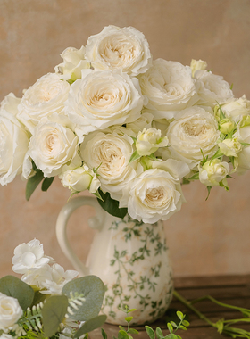 天狼月季寒江雪自育丰花直立易养护多季开观赏性植物花卉盆栽苗