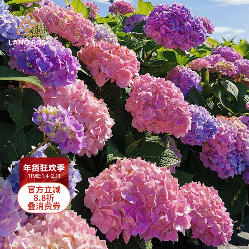 天狼绣球室外庭院花园阳台直立大花花卉盆栽苗无尽夏万华镜有松,鲜花速递/花卉仿真/绿植园艺,绣球/木绣球/木本植物,淘宝优惠券,粉丝福利购,淘宝优惠卷