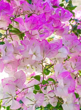 天狼三角梅喜光好养室外庭院花园多年生爬藤木本植物花卉盆栽苗