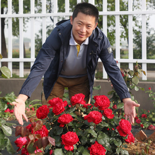 天狼月季茶花女庭院灌木多刺抗病易养护玫瑰蔷薇花卉盆栽新手推荐