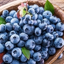 天狼蓝莓耐寒耐热丰产可食用盆栽果苗庭院露台H5法新云雀绿宝石