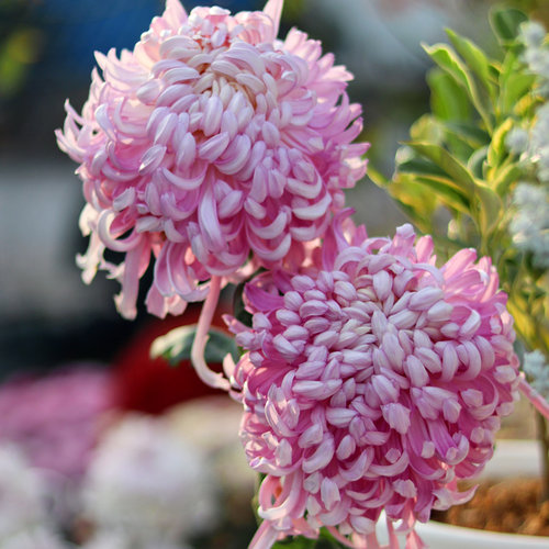 天狼菊花易养护易成活草本花卉