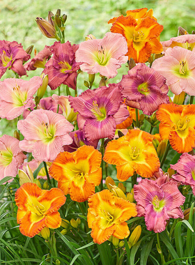 天狼萱草母亲花庭院花园易养护耐寒耐热多年生宿根植物花卉盆栽