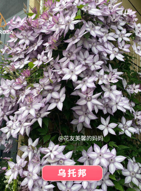 天狼铁线莲EG-90庭院阳台盆栽花卉爬藤植物乌托邦约瑟芬