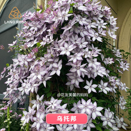 天狼铁线莲EG-90庭院阳台花卉爬藤植物乌托邦约瑟芬