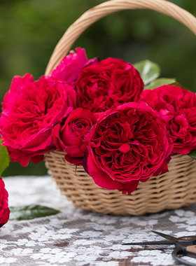 天狼月季 皇家胭脂 多季开花深红色强香灌木/切花月季