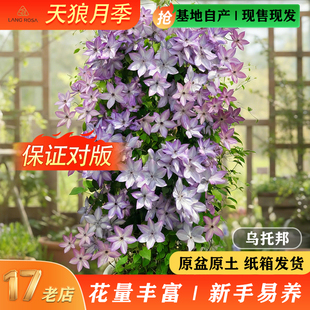 天狼阳台庭院爬藤攀援观赏植物乌托邦幸运符 铁线莲