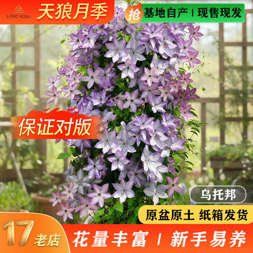 【铁线莲】天狼阳台庭院爬藤攀援观赏植物乌托邦幸运符