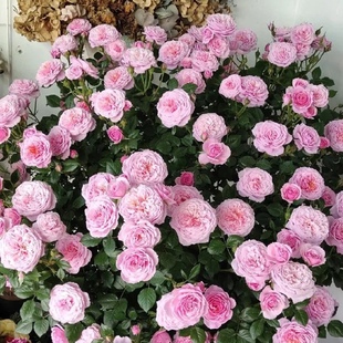 【直播福袋专享】铃之妖精1.2升盆