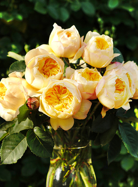 天狼月季 雀啾 自育月季玫瑰 多季开花淡香耐热杂交茶香月季