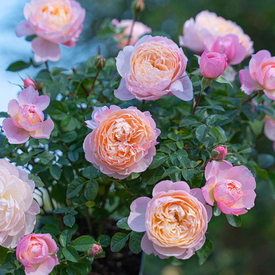 天狼月季盈盈粉花园灌木自育国月易养观赏性植物花卉盆栽新手推荐