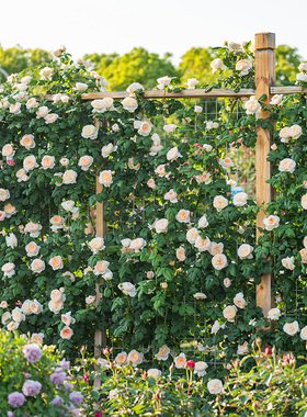 天狼涵仙庭院攀援藤本型多季开花观赏性自育玫瑰蔷薇盆栽新手推荐