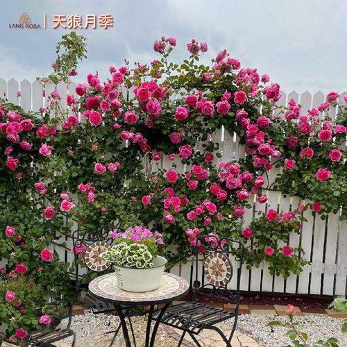 天狼月季攀援花墙拱门玫瑰大游行