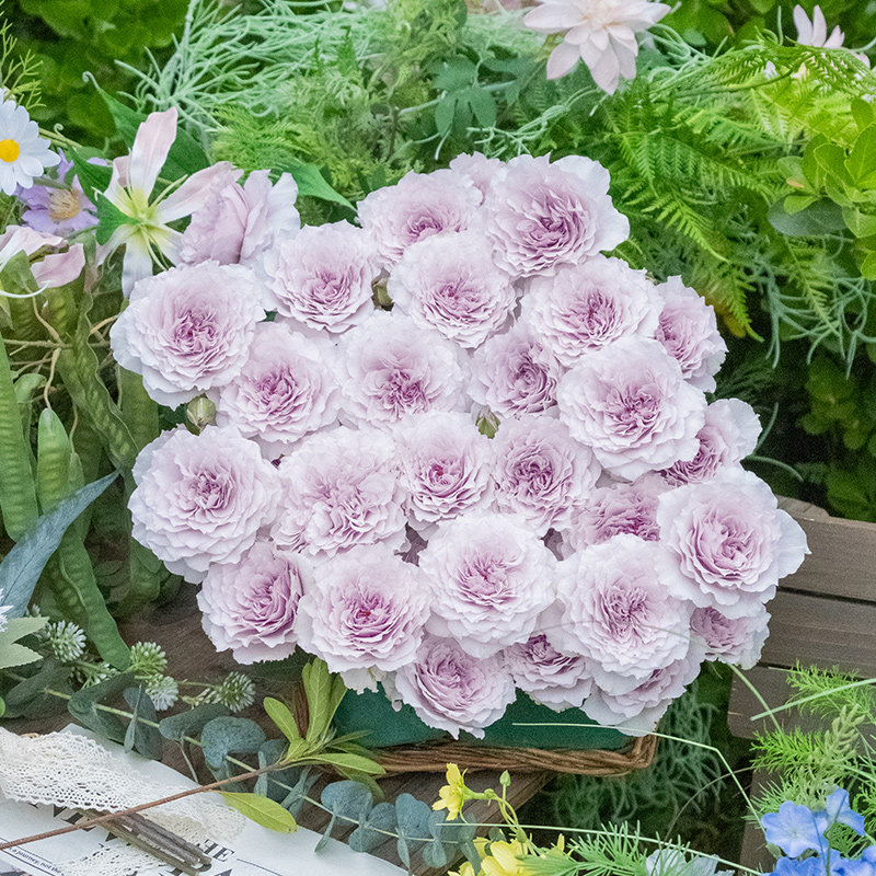 【鹤梦】天狼月季自育大花直立灌木耐热庭院花园观赏性花卉盆栽苗