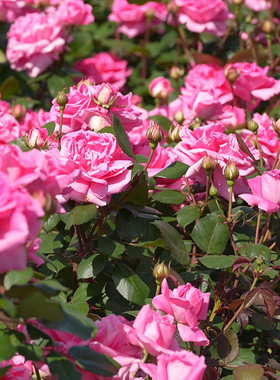 天狼粉絮金泥自育大花灌木庭院花园观赏性植物玫瑰花卉盆栽苗