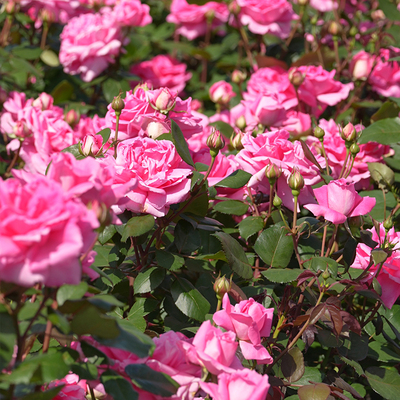 天狼粉絮金泥自育大花灌木庭院花园观赏性植物玫瑰花卉盆栽苗
