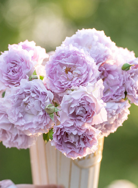 天狼月季露凝香庭院开张直立型蓝紫色自育玫瑰花卉盆栽苗新手推荐