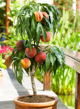 天狼 桃子桃树 庭院花园果树盆栽树苗鹰嘴桃锦绣黄桃阳山蜜桃