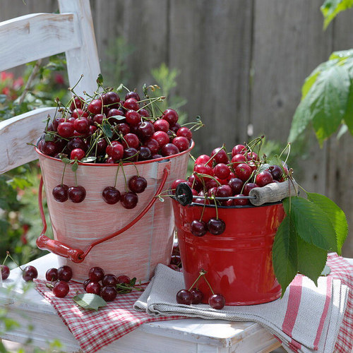 天狼樱桃盆栽可食用果树易养阳台