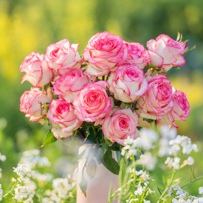 【带叶】天狼月季2.5/2.8升盆庭院露台观赏多季玫瑰花卉