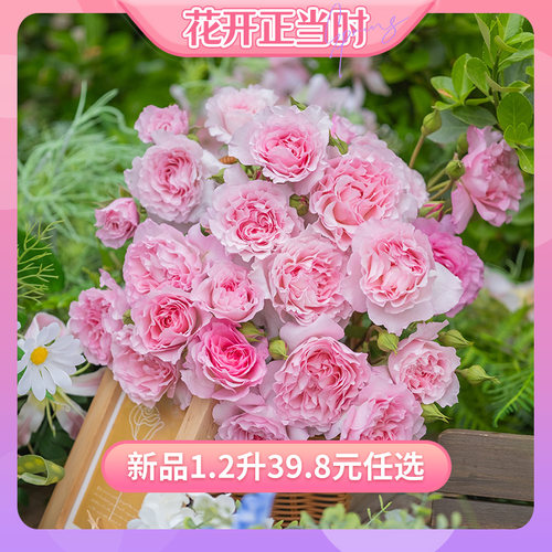 【花开当时】天狼月季新品自育合集庭院阳台易养玫瑰花卉盆栽苗