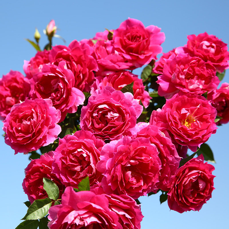 天狼月季天方夜谭花园灌木多季日系紫色浓香大花观赏盆栽新手推荐