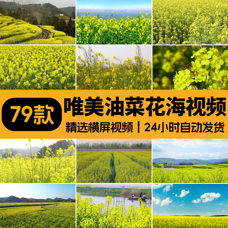 油菜花唯美大自然春天金色花海田园风景LED高清动态背景视频素材