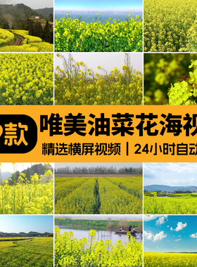 油菜花唯美大自然春天金色花海田园风景LED高清动态背景视频素材