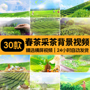 采茶舞曲茶山情歌舞台LED大屏背景喝茶品茶茶园茶山风景视频素材