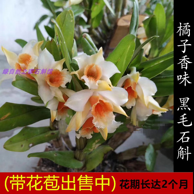 带花苞铁皮赤水金钗石斛兰包邮